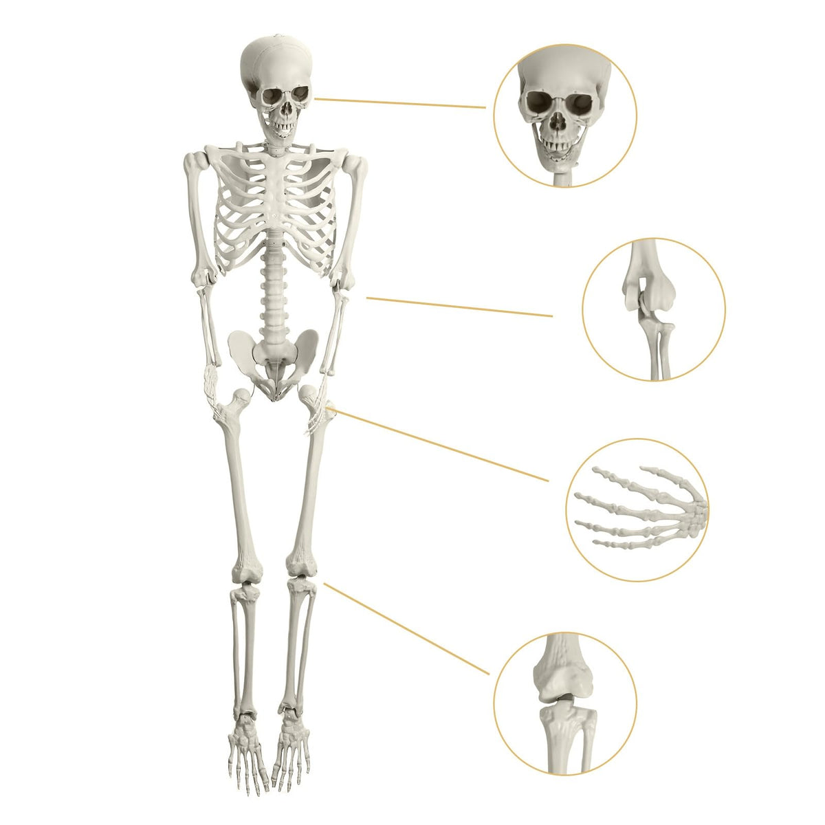 5.4ft Poseable Life Size Skeleton with Movable Joints F1263