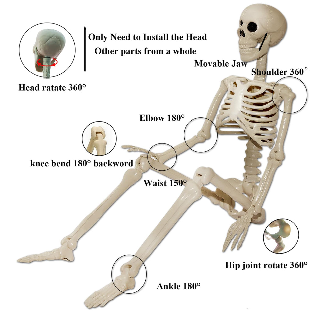 2Pcs 36" 1Pcs 16" Posable Plastic Skeleton U9760