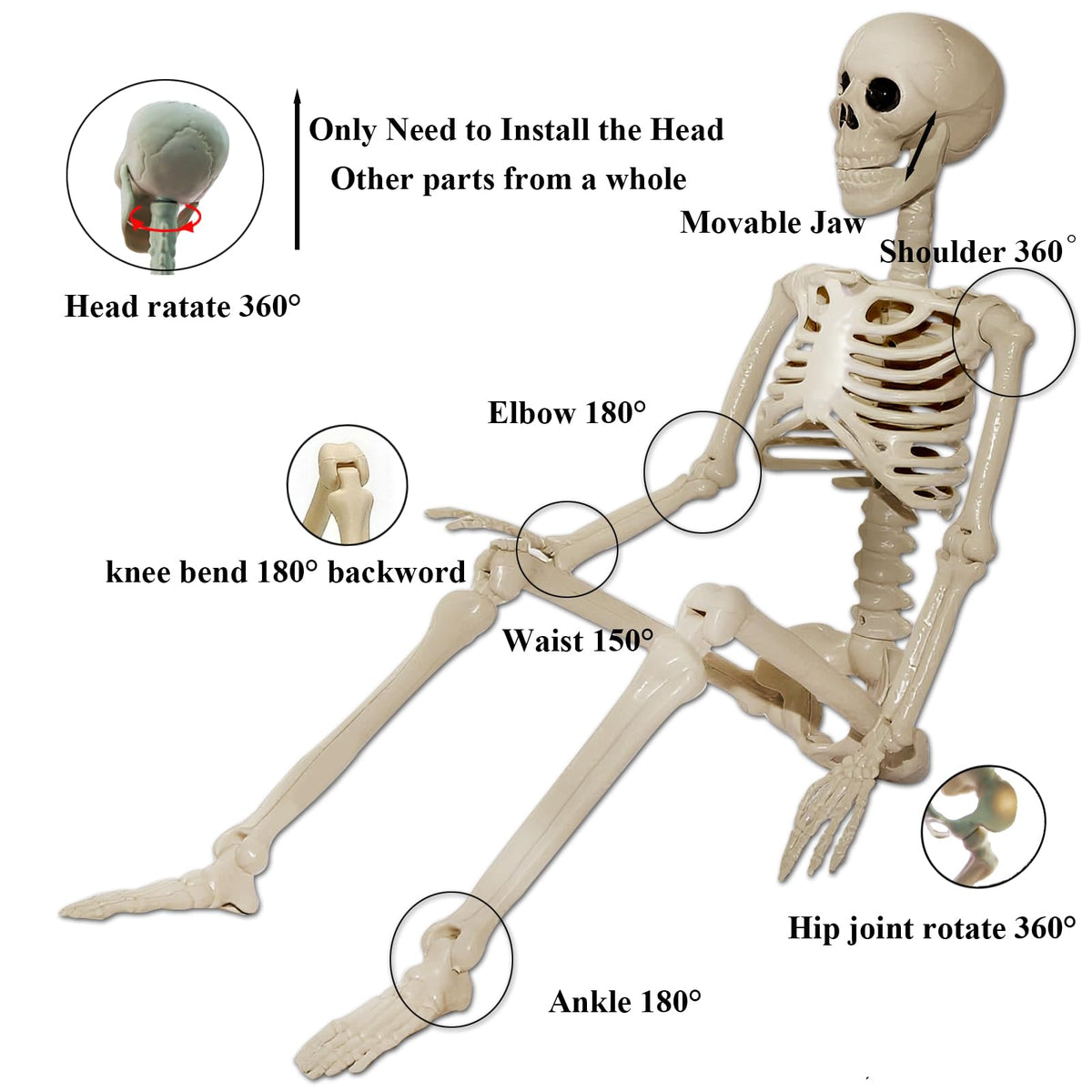 2Pcs 36" 1Pcs 16" Posable Plastic Skeleton U9760