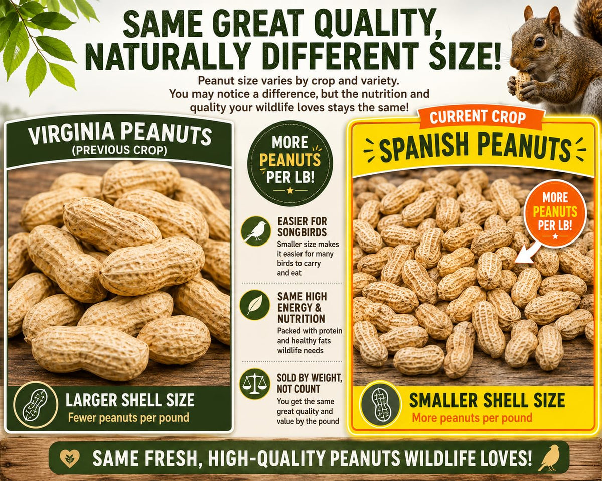 5 Pounds Raw Spanish Peanuts in Shell F962437